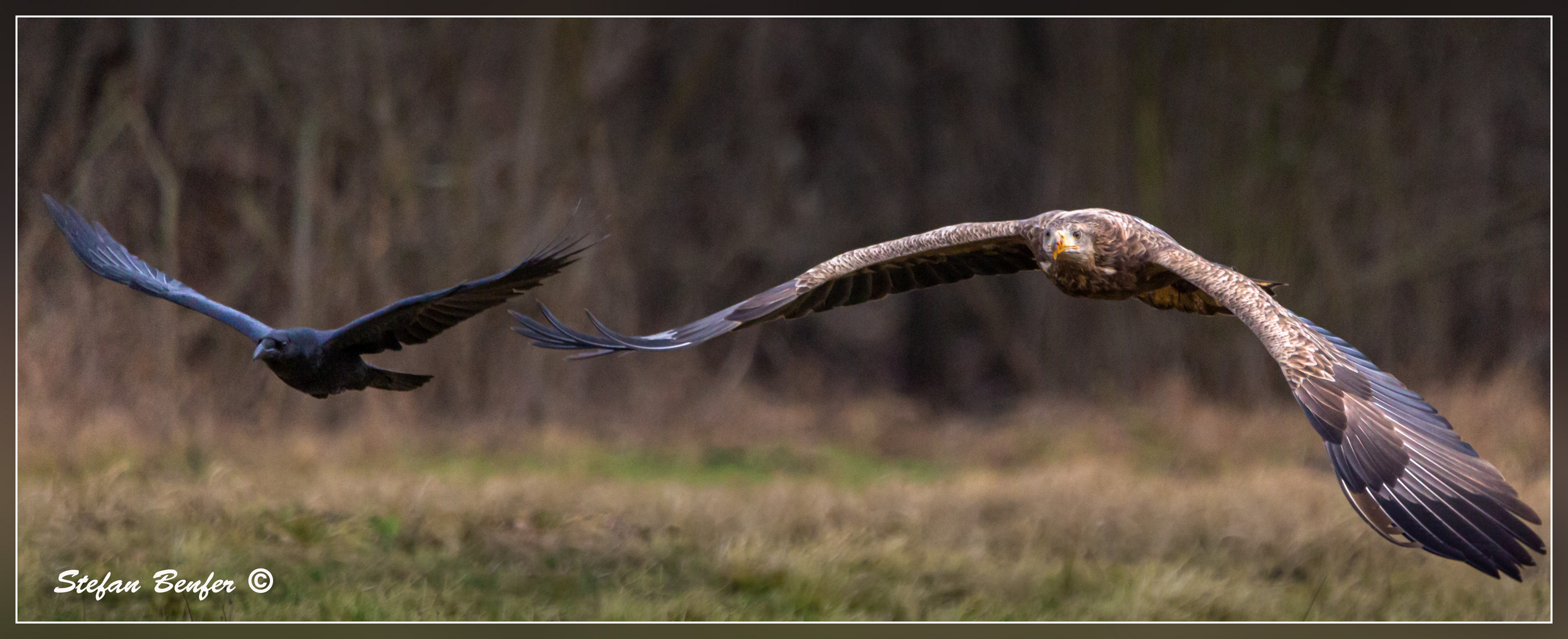 Seeadler in Begleitung