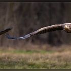 Seeadler in Begleitung