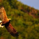 Seeadler in der Abendsonne