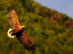 Seeadler in der Abendsonne