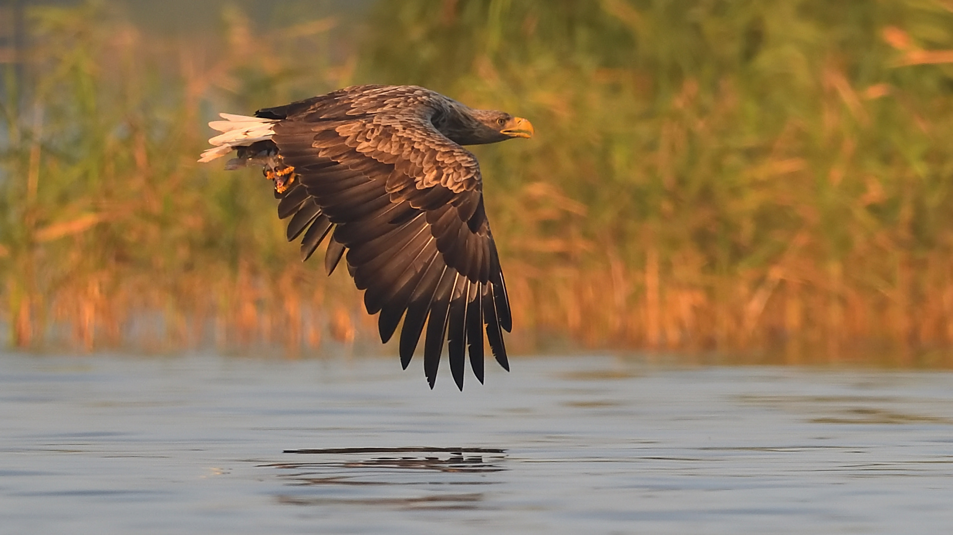 Seeadler in der Abendsonne!