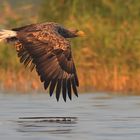 Seeadler in der Abendsonne!