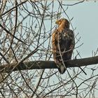 Seeadler in der Abendsonne  .....