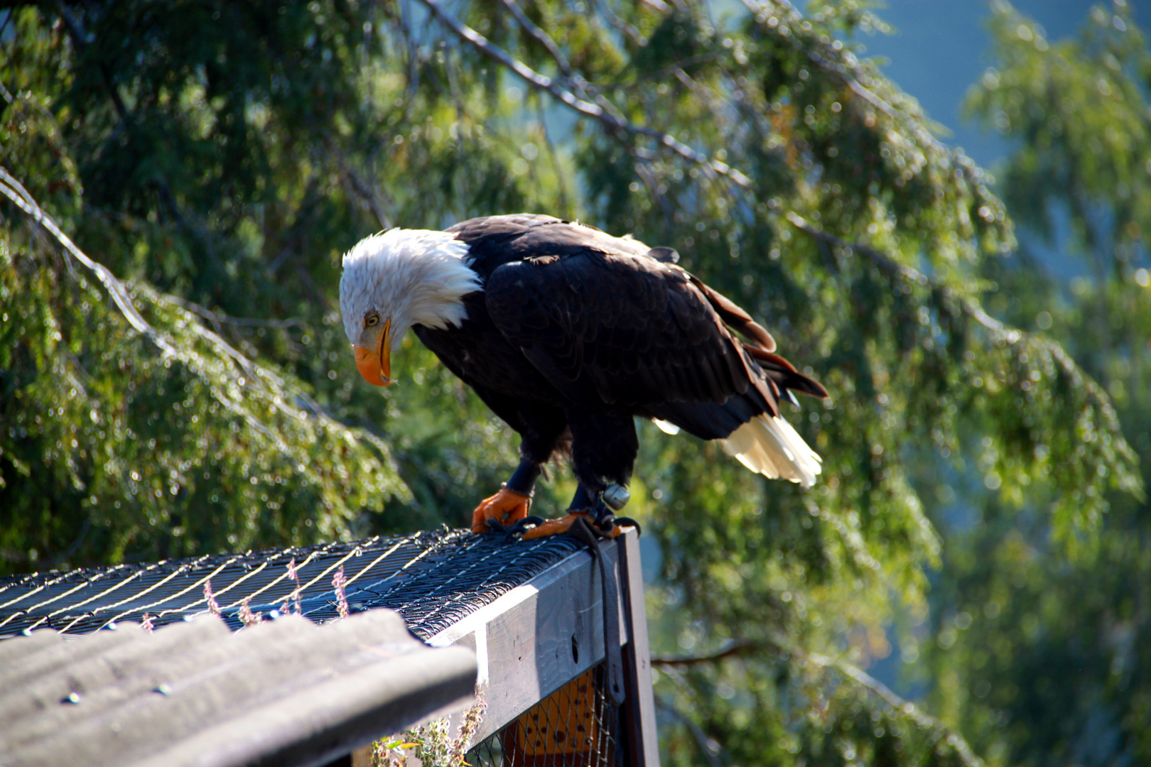 Seeadler in der Adlerwarte Berlebeck