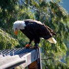 Seeadler in der Adlerwarte Berlebeck