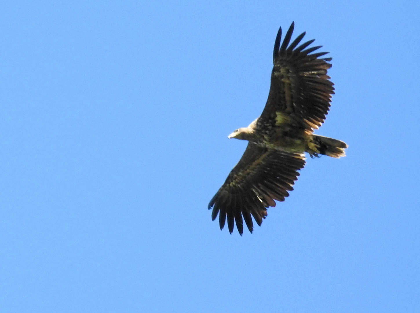 Seeadler in der Luft