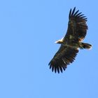 Seeadler in der Luft