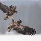 ~ Seeadler in der Luft ~