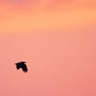 Seeadler in der Morgenröte