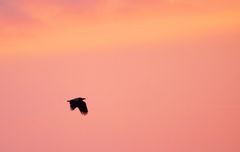 Seeadler in der Morgenröte