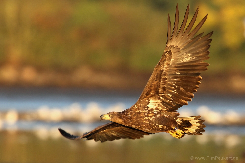 Seeadler in der Morgensonne