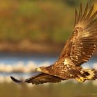 Seeadler in der Morgensonne