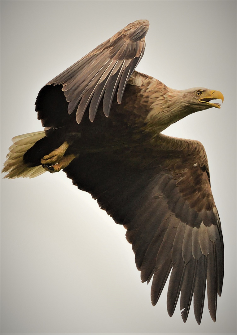 Seeadler in der Nähe vom Horst!