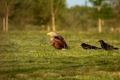 Seeadler in der Wiese 1