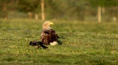 Seeadler in der Wiese