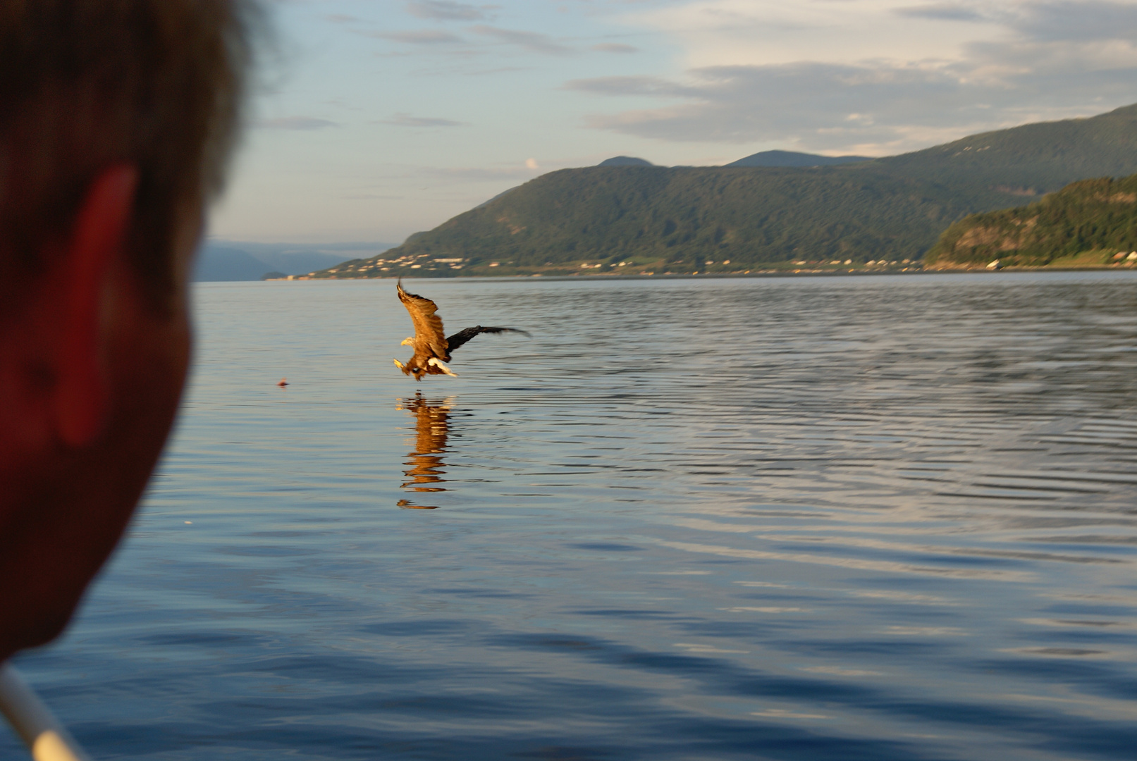 Seeadler in Freiheit