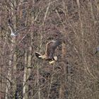 Seeadler in Futtergieriger Begleitung