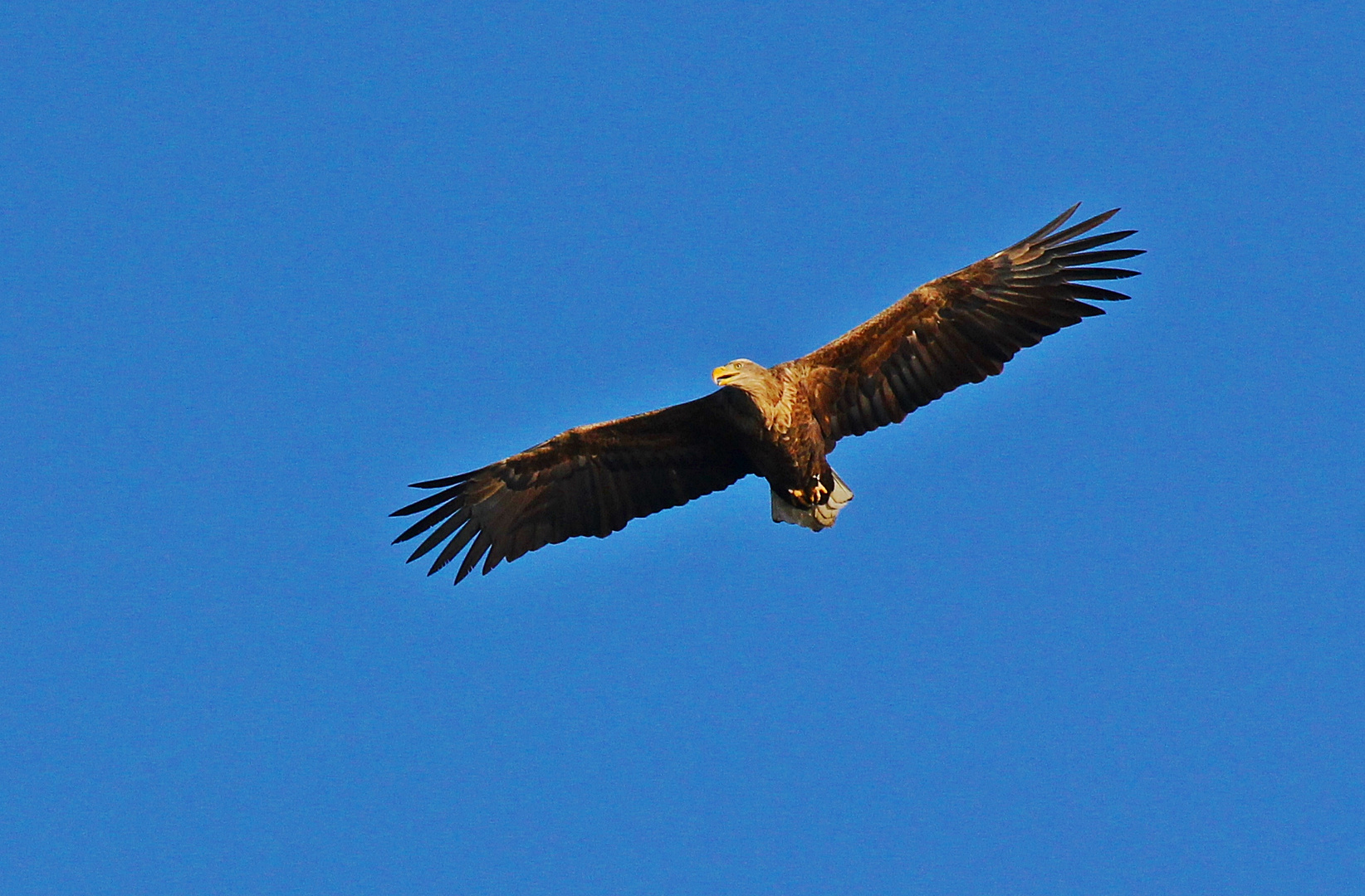 Seeadler in großer Entfernung am Himmel, in Wedel bei Hamburg