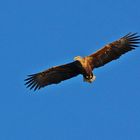 Seeadler in großer Entfernung am Himmel, in Wedel bei Hamburg