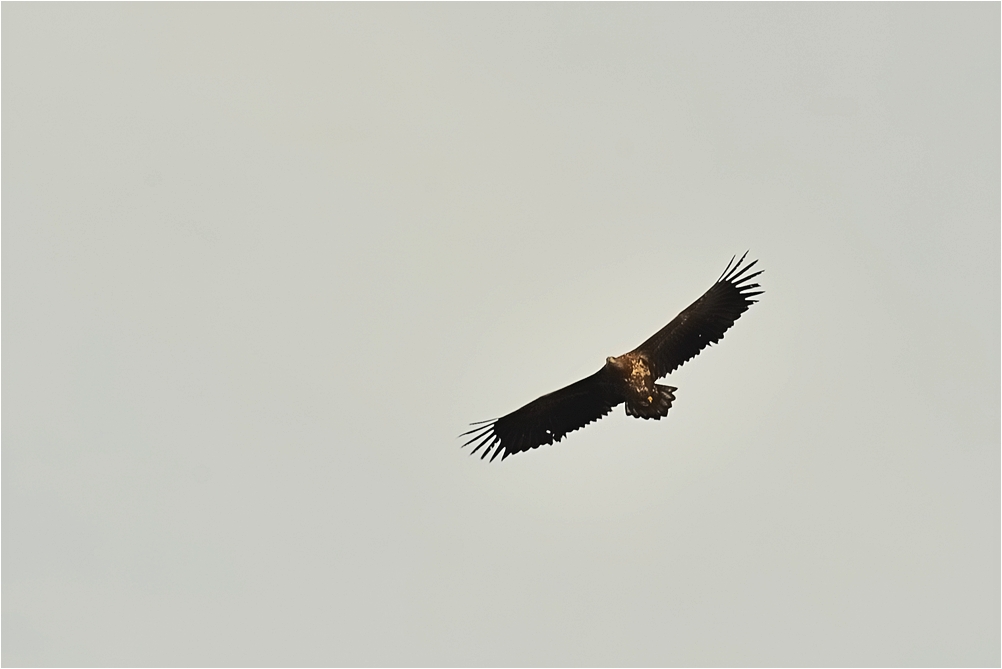 Seeadler in großer Höhe