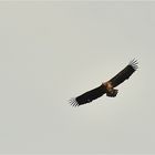 Seeadler in großer Höhe