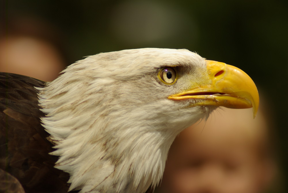 Seeadler in Hellenthal