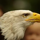 Seeadler in Hellenthal