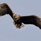 Seeadler in Hohenrode 