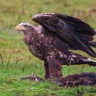 Seeadler in Imponierpose vorm Luder