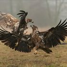 Seeadler in kleinem Streit...