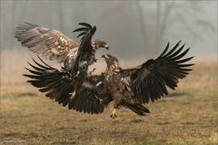 Seeadler in kleinem Streit...