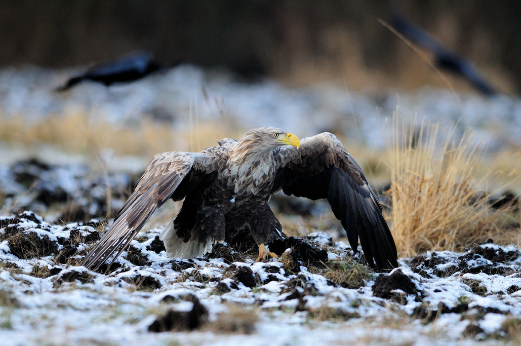 Seeadler in Masuren