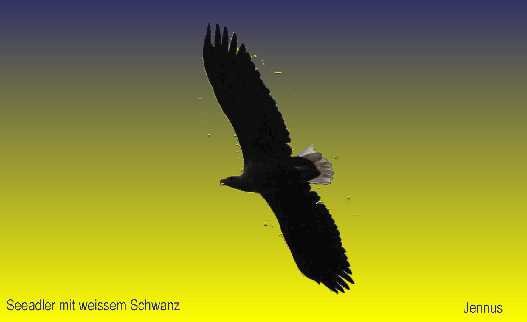 Seeadler in Mecklenburg