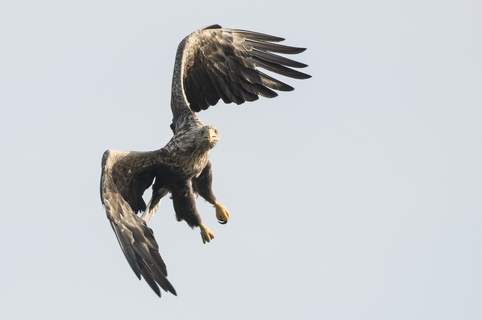 Seeadler in Mecklenburg beim Anflug