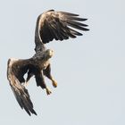 Seeadler in Mecklenburg beim Anflug