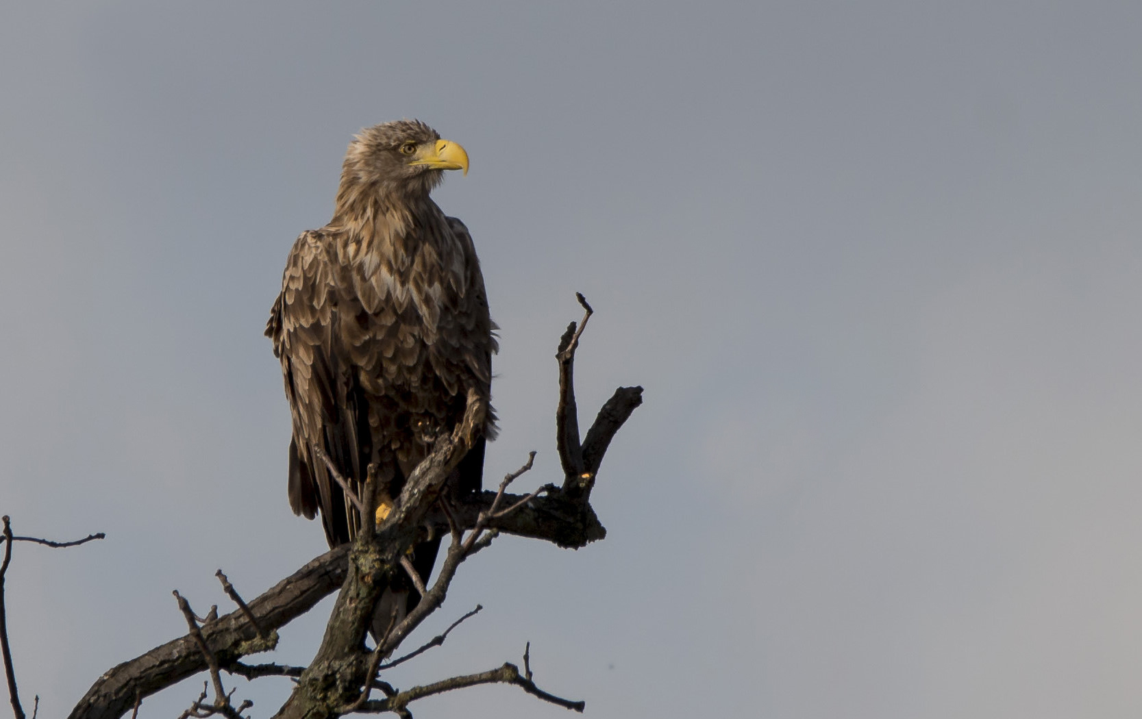 Seeadler in Mecklenburg