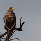 Seeadler in Mecklenburg