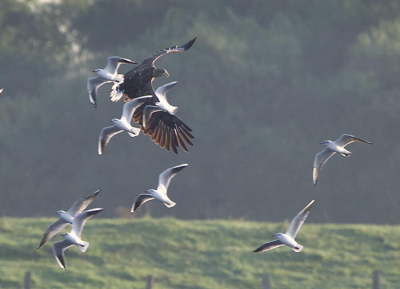 Seeadler in meinem Revier scheucht die Möven auf.......