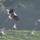 Seeadler in meinem Revier scheucht die Möven auf.......