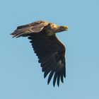 Seeadler in Niedersachsen