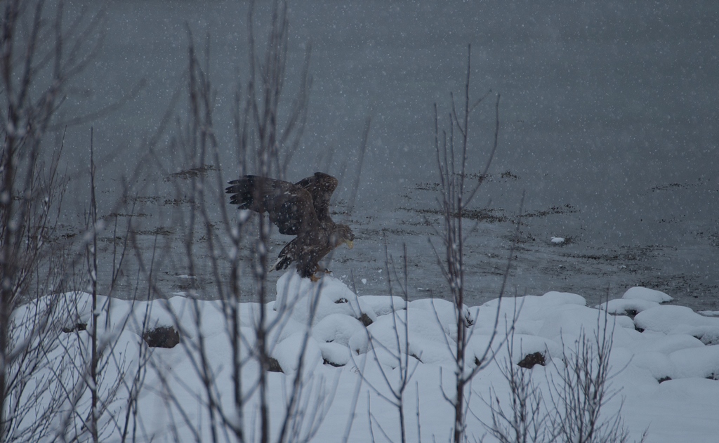 Seeadler in Nordnorwegen