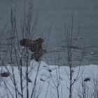 Seeadler in Nordnorwegen