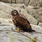 Seeadler in Norwegen