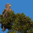 Seeadler in Norwegen