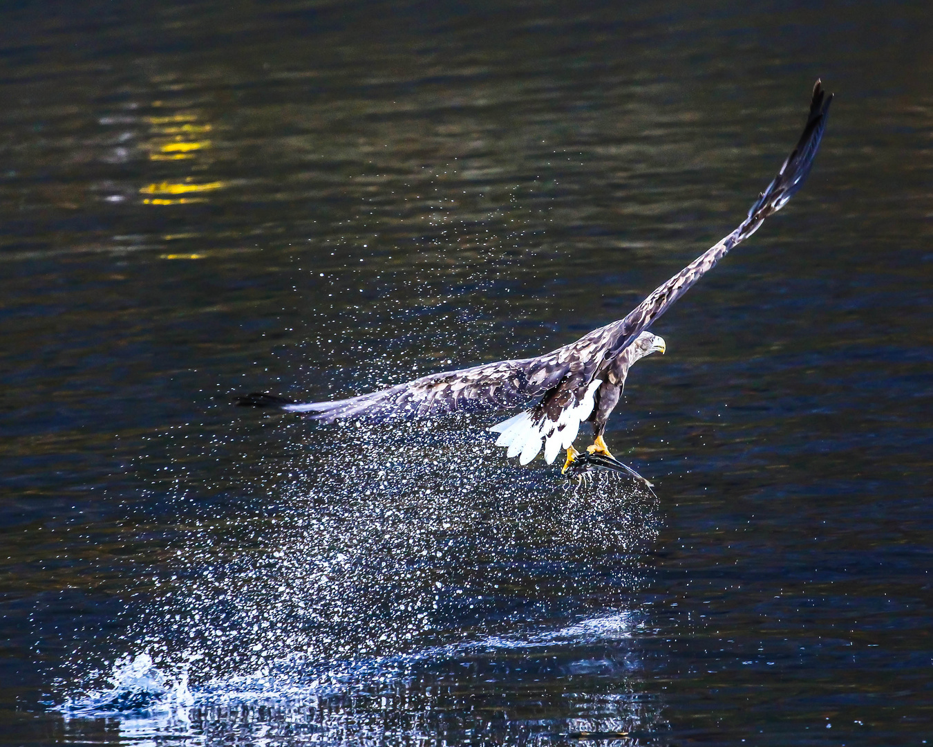 Seeadler in Norwegen 2