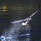 Seeadler in Norwegen 2