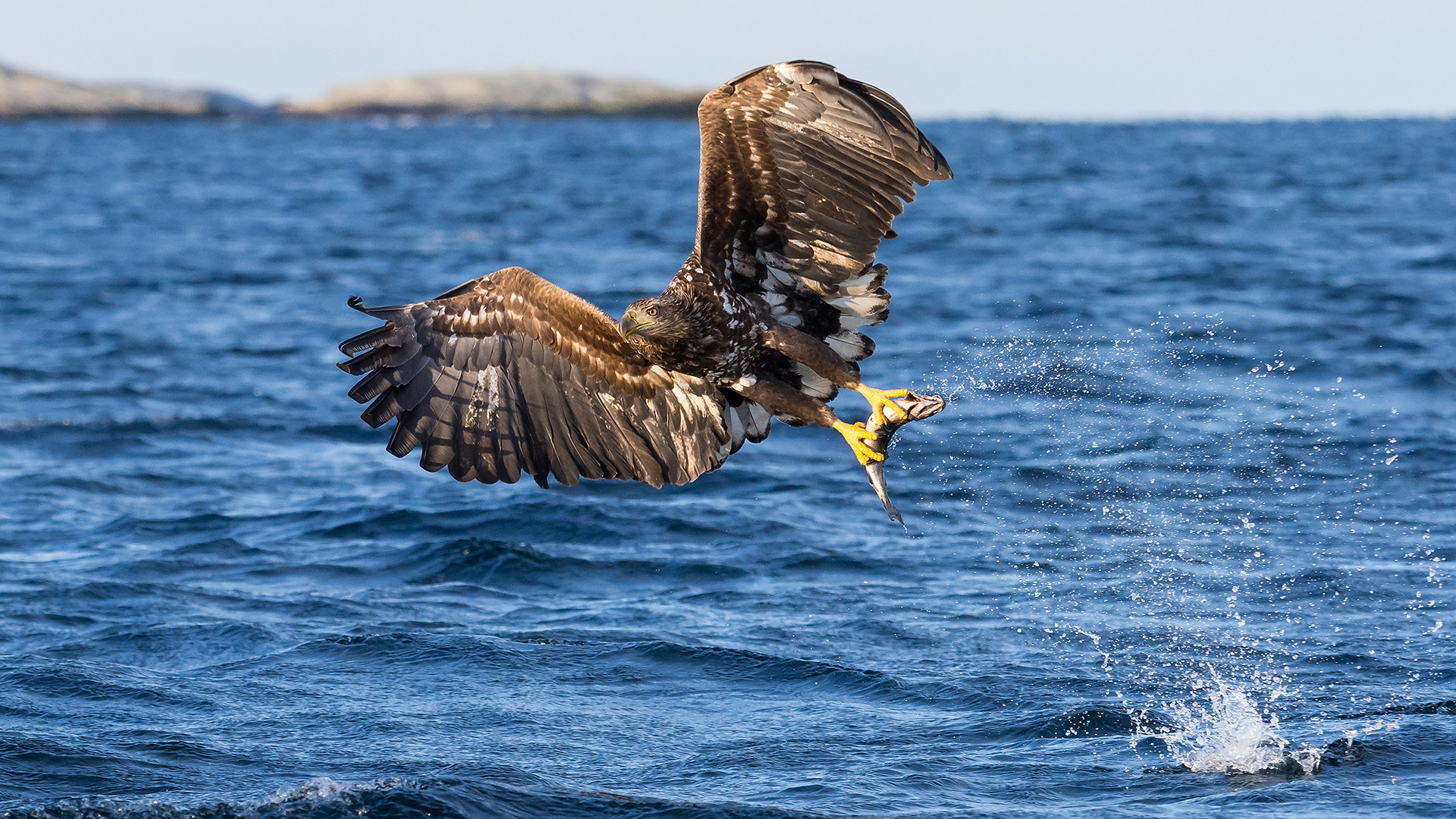 Seeadler in Norwegen 2