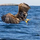 Seeadler in Norwegen 2