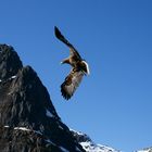 Seeadler in Norwegen