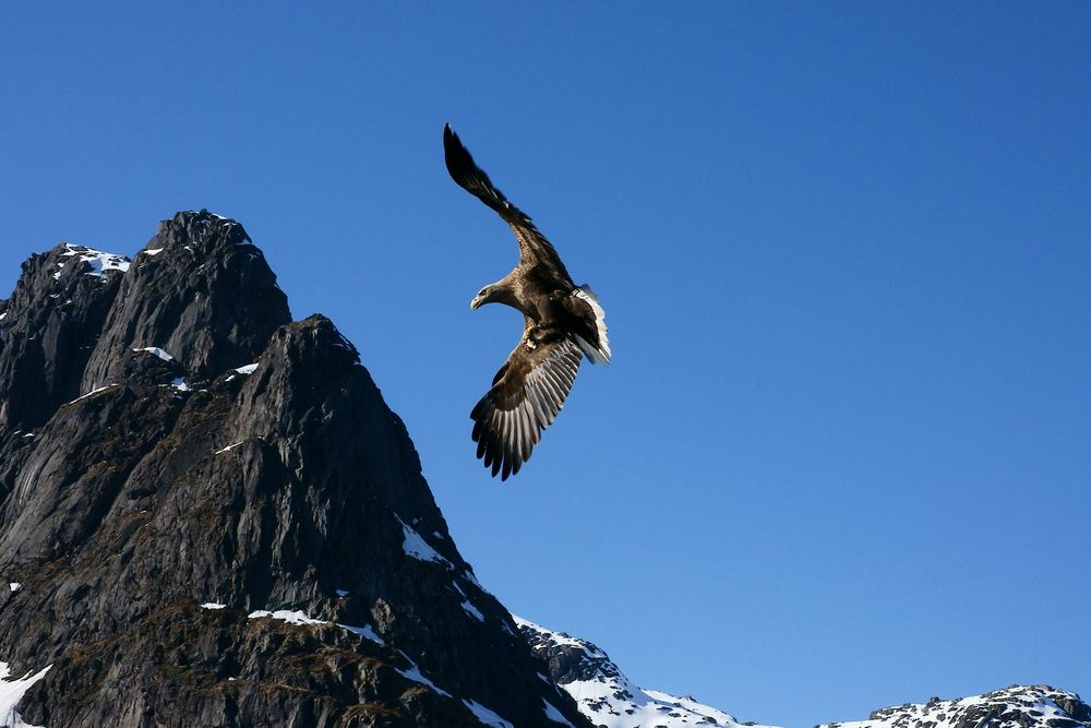 Seeadler in Norwegen